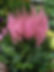 Astilbe